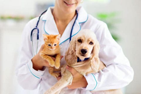 Need a veterinarian?