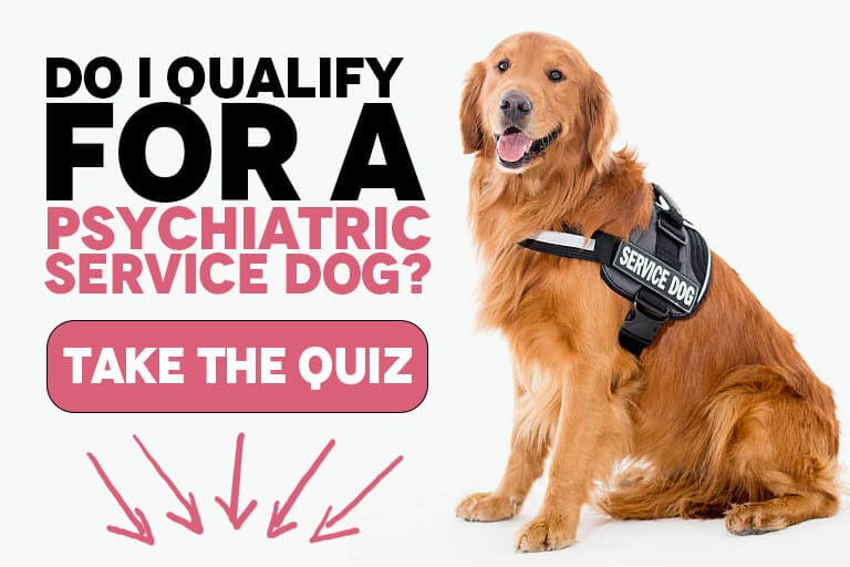 Do I qualify for a psychiatric service dog quiz test
