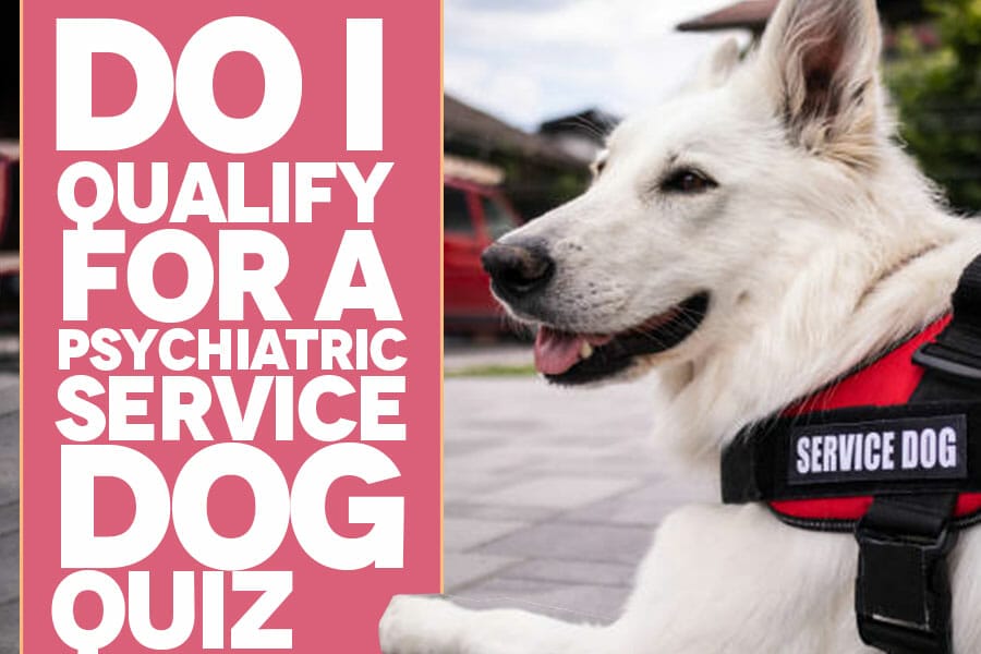Do I qualify for a psychiatric service dog? Take this quiz