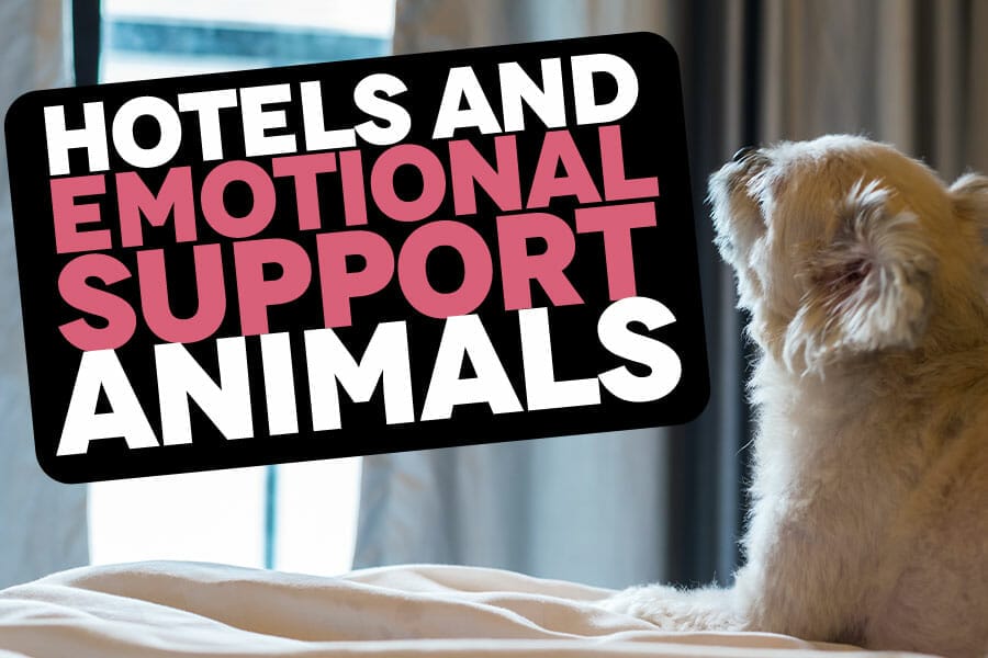 Hotels and emotional support animals – Can a hotel refuse or charge for an emotional support animal?