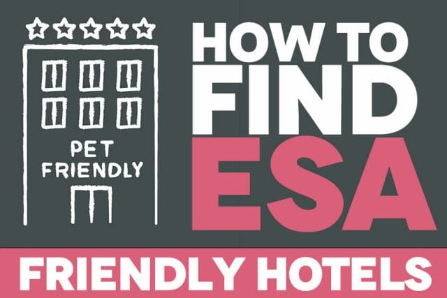 How to Find ESA Friendly Hotels